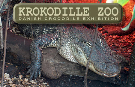 Krokodille Zoo