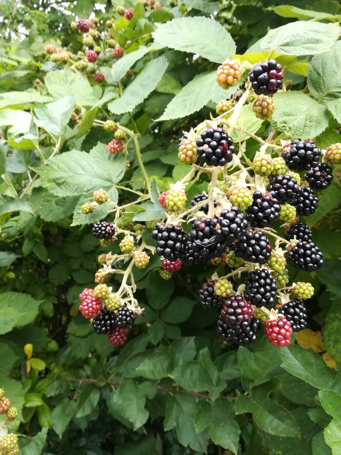 Sommerhus 8784