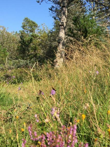 Naturen lige uden for dren.