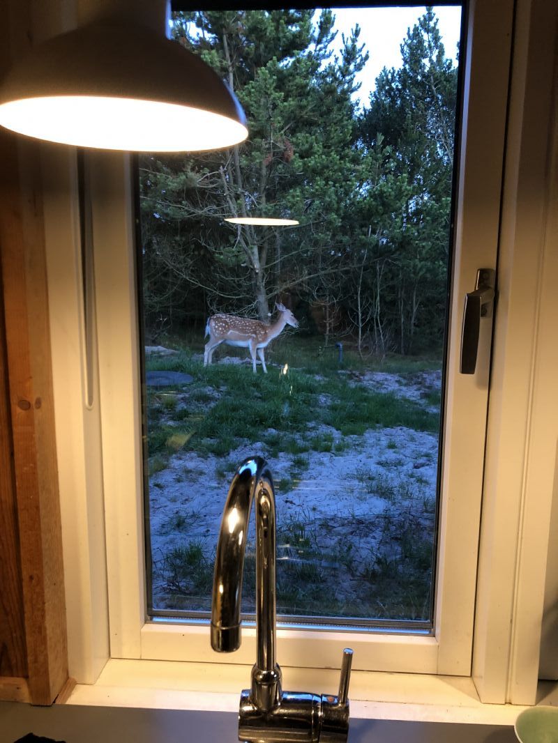 Dyr lige udenfor kkkenvinduet