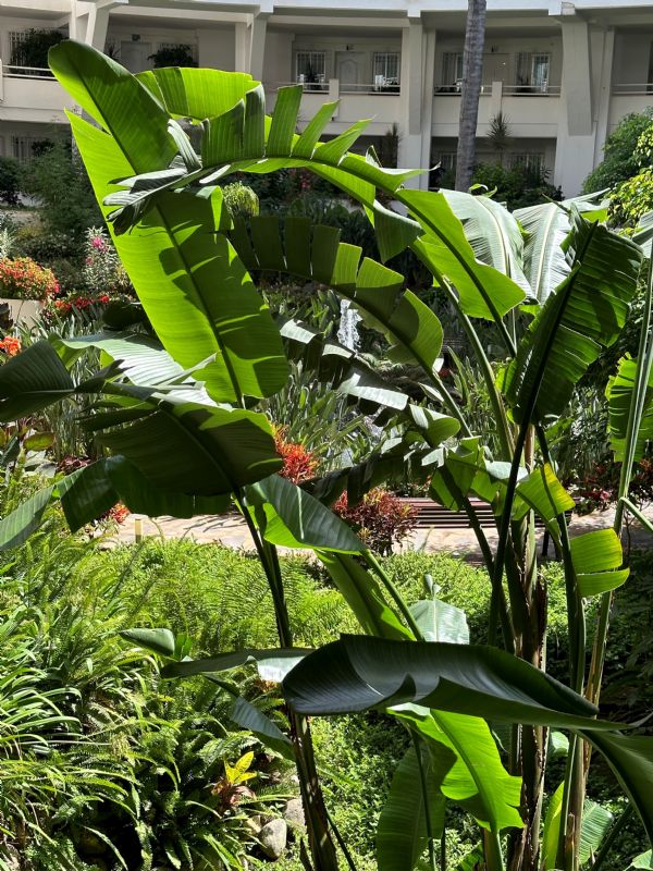 Atriumgrd