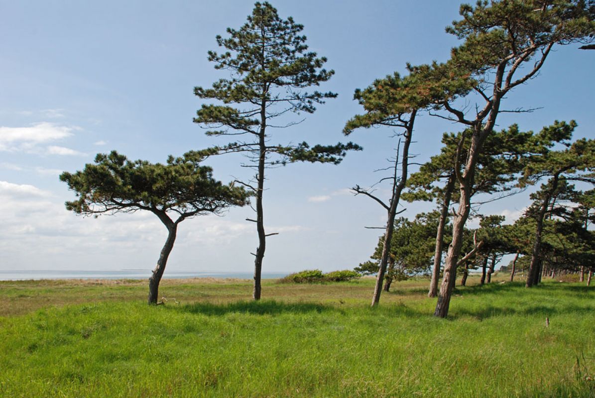 Gamle fyrretræer ved Bildsø Strand
