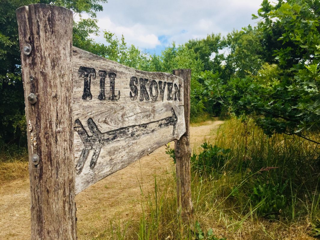 Sti til skoven